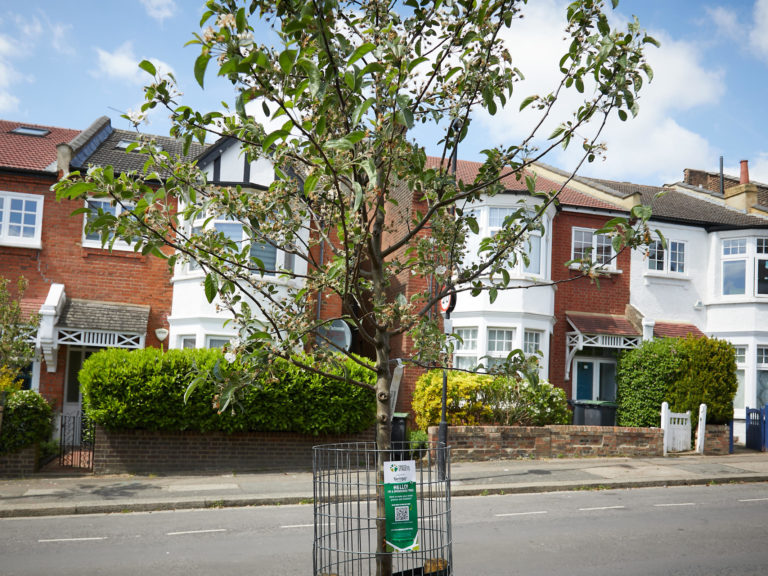 Trees for Streets in Haringey