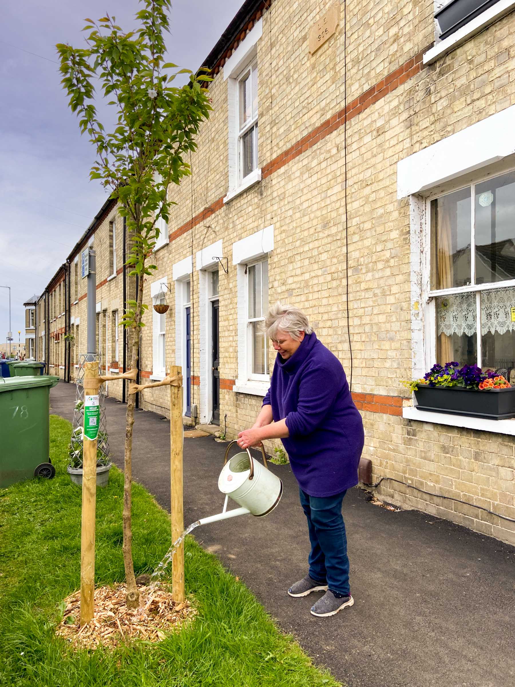 Dilly watering her street tree