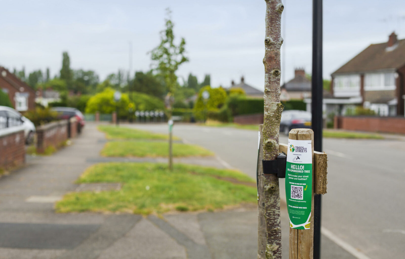 A Trees for Streets label on two sponsored street trees in Coventry