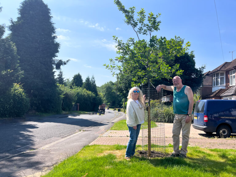 Sponsor Stories: Honouring an old heritage oak