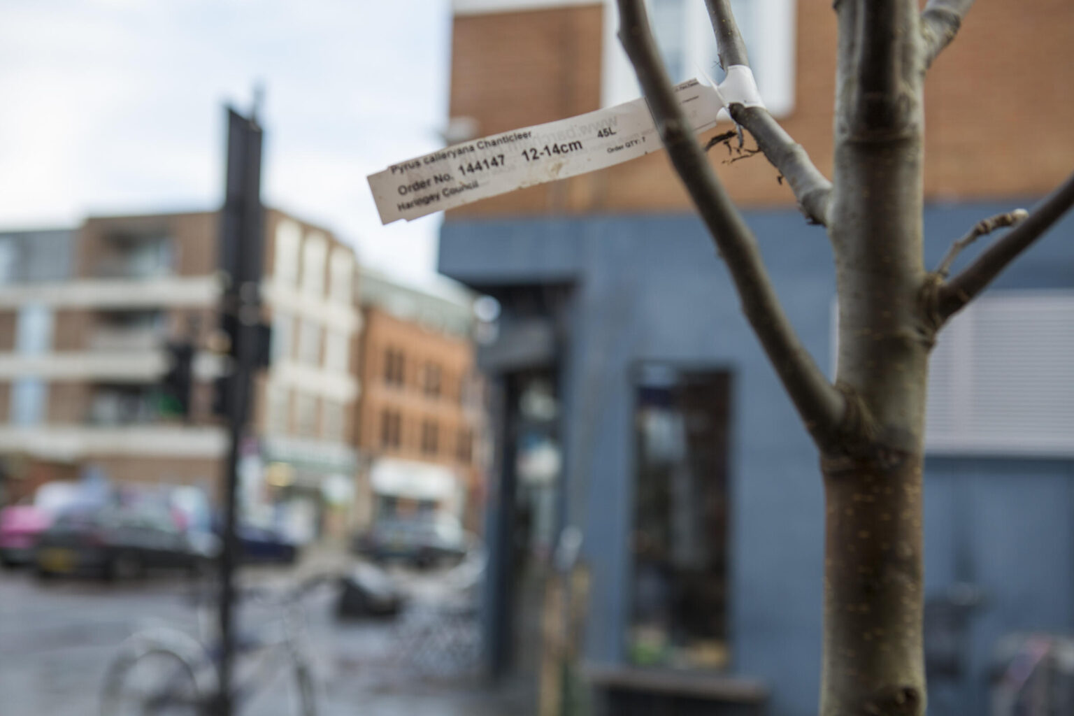 close up of a tree label on a new urban tree