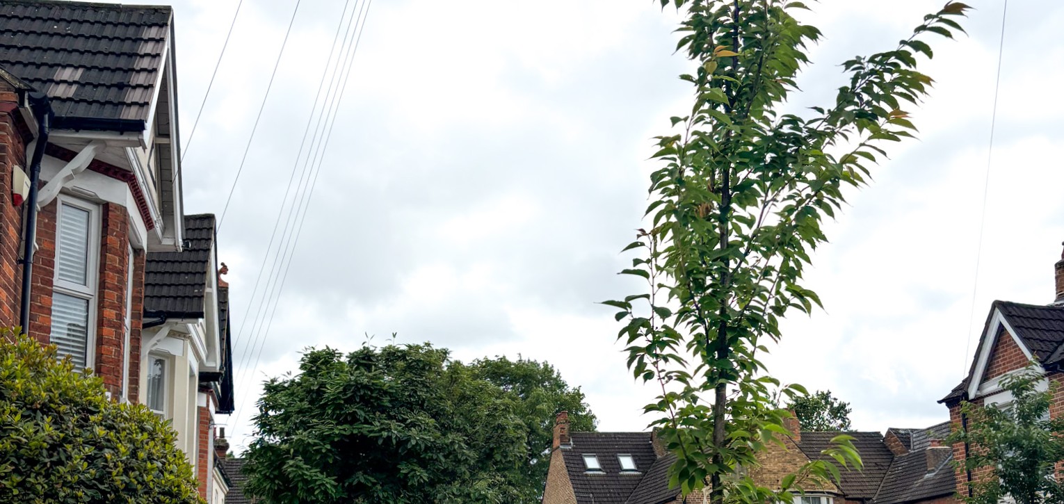 Urban street setting with a tree and cloudy sky