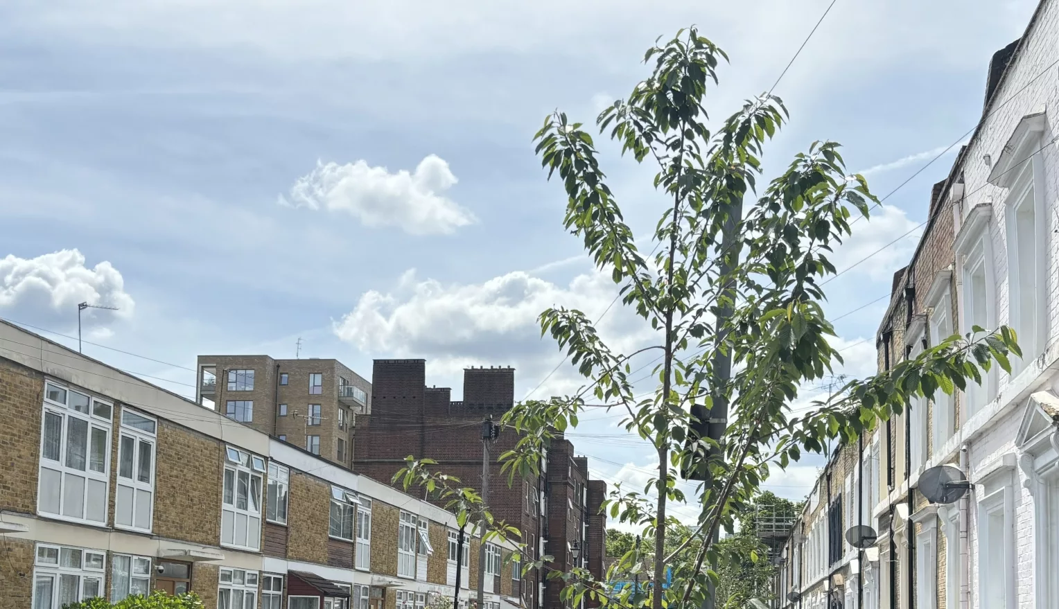 a street tree in residential street